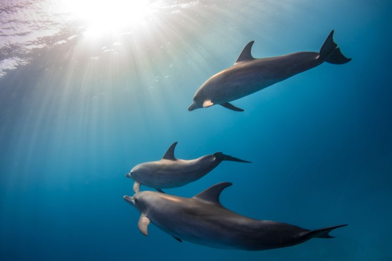 Ausbildung Delfintherapeut
